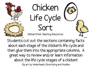 chickenlifecyclesort
